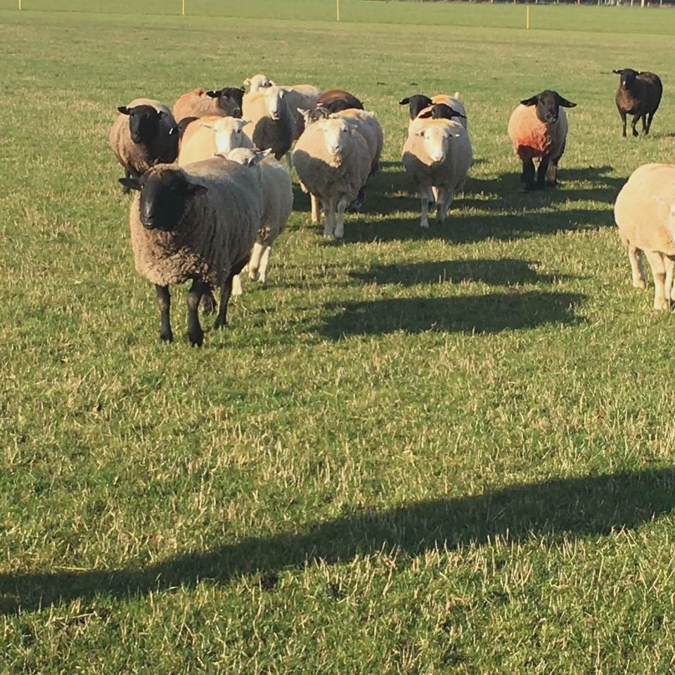 Sheep in the meadow
