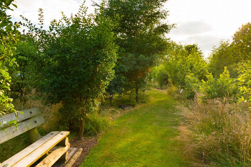 Grass path through the woodland