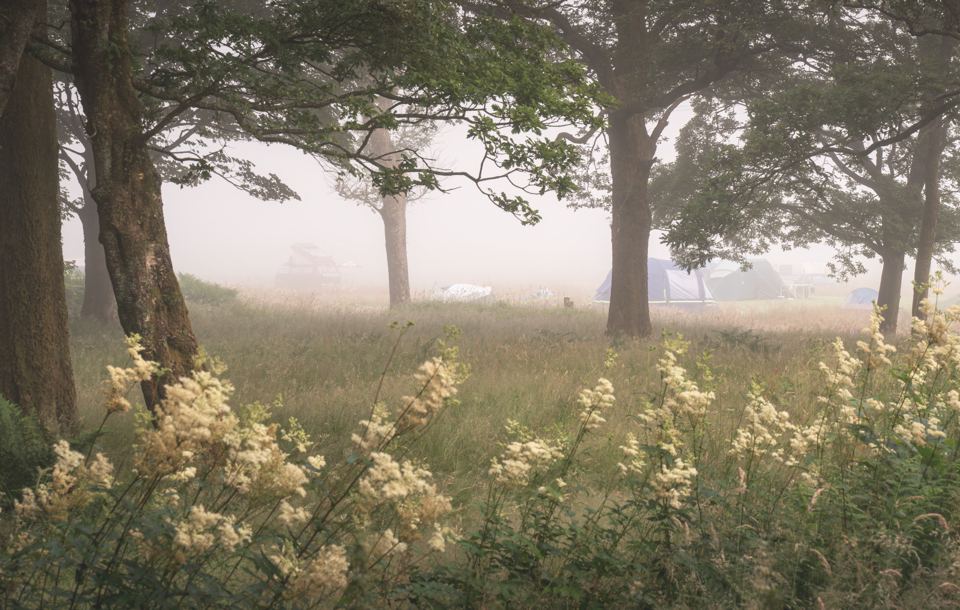 Tents among trees in morning mist