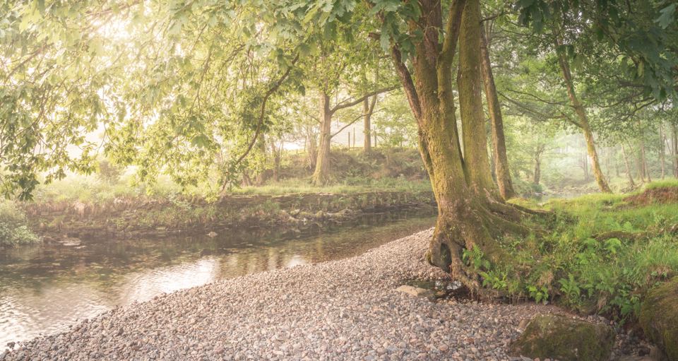 Riverside woodland path