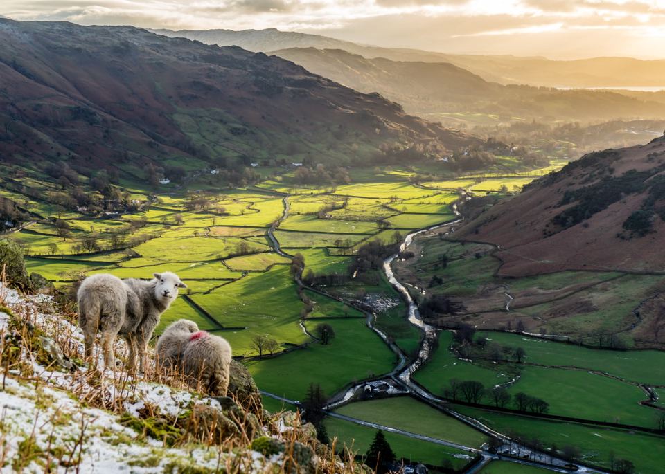 Sheep above the valley