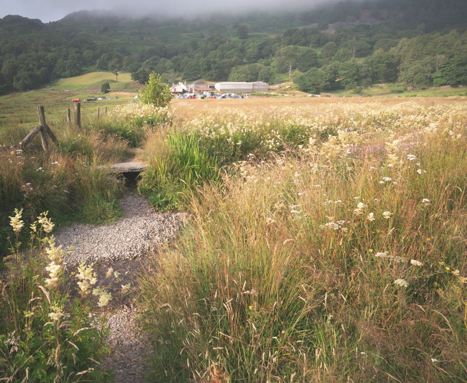 Path through tall meadow grass