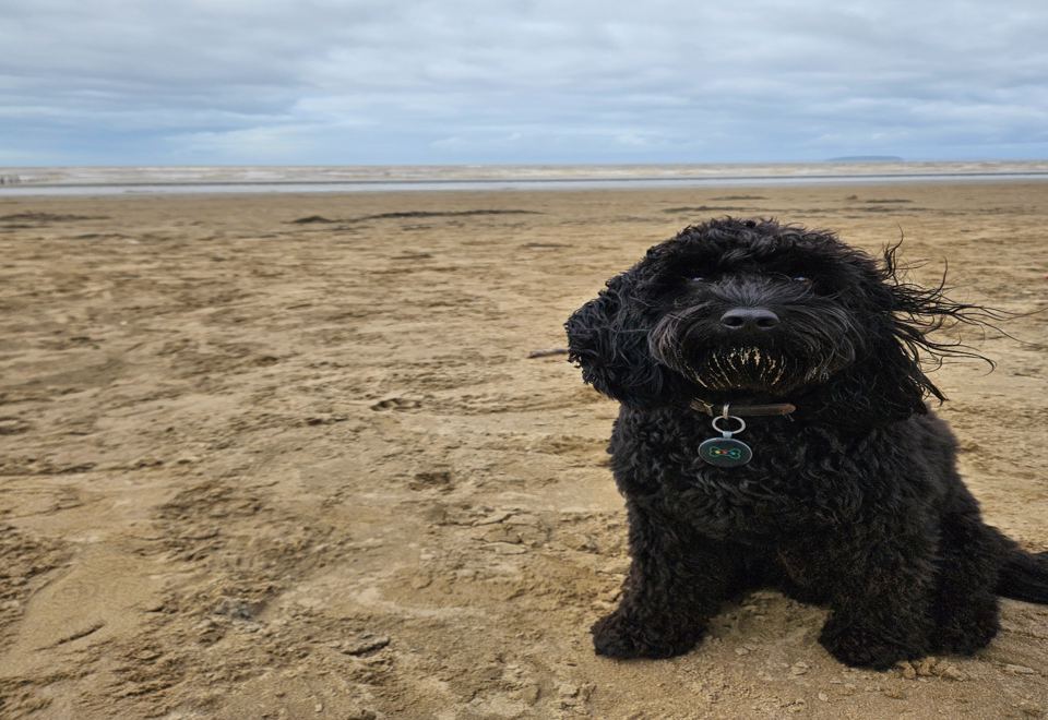 Dog on the beach