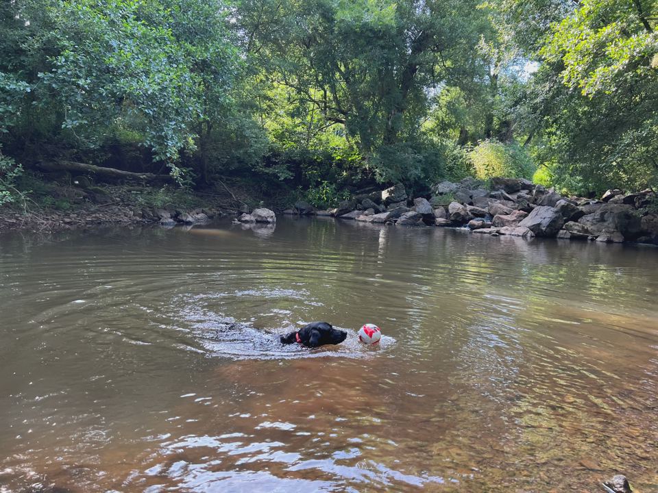 Dog swimming in the river