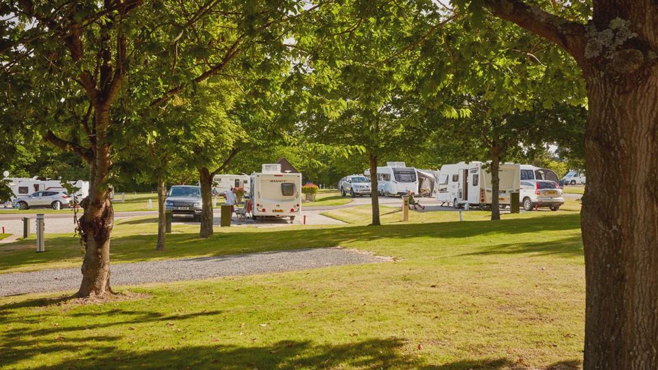 Motorhomes under big trees