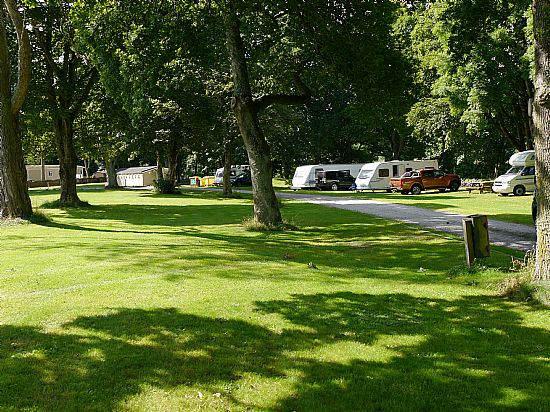 Touring pitches under trees