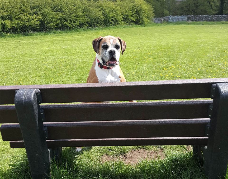 Dog on the exercise field