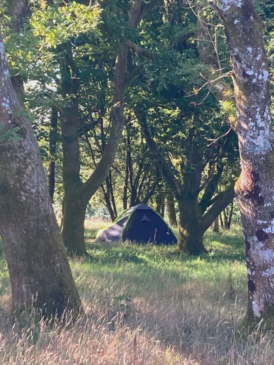 Tent in a woodland clearing