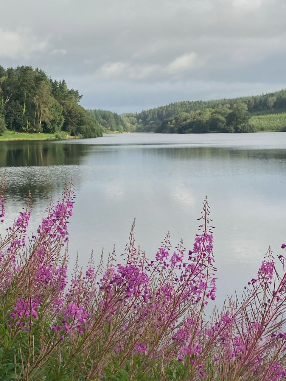 Lake with pink flowers