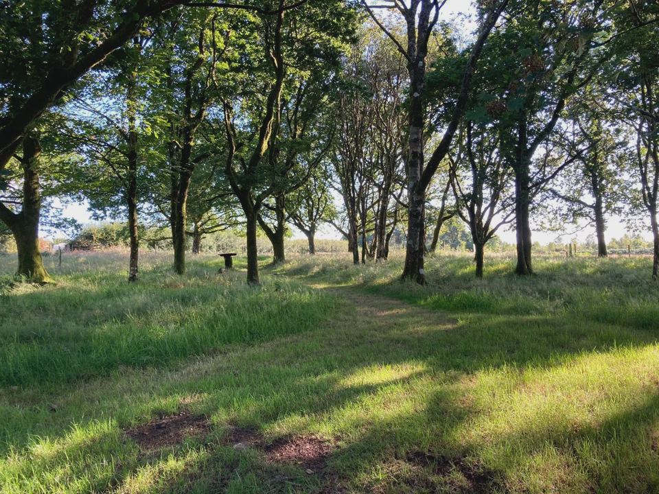 Path through the woodland