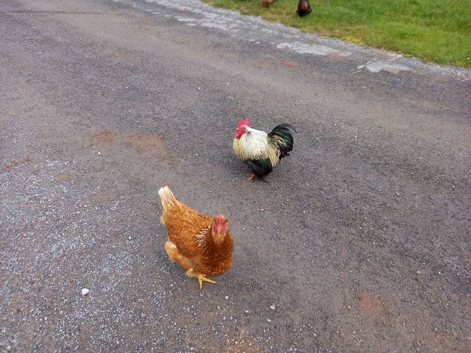 Free-range hens on the track