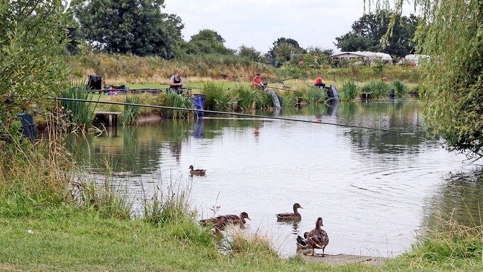 Fishing lake with ducks