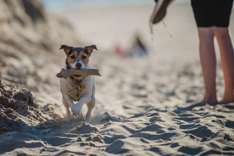 Dog on the beach