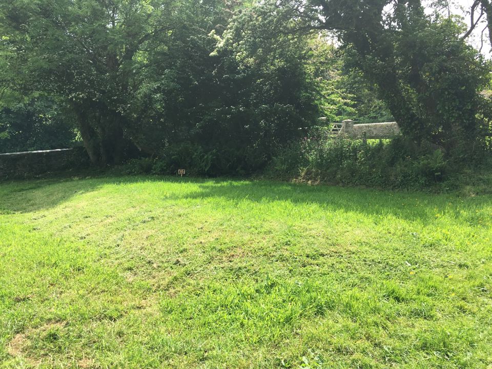 Grass pitch among trees