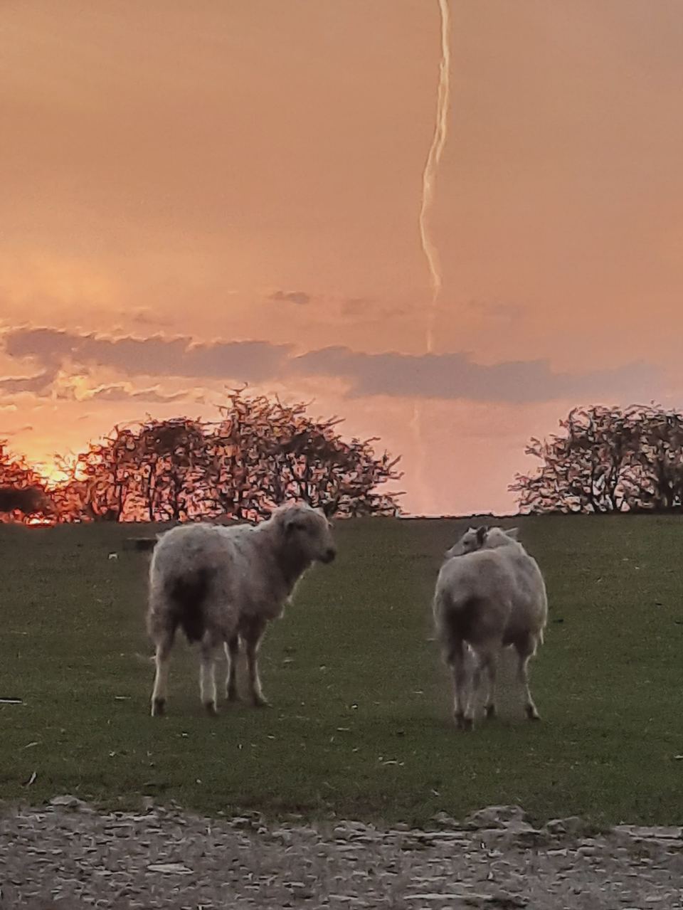 Sheep in the field at sunset