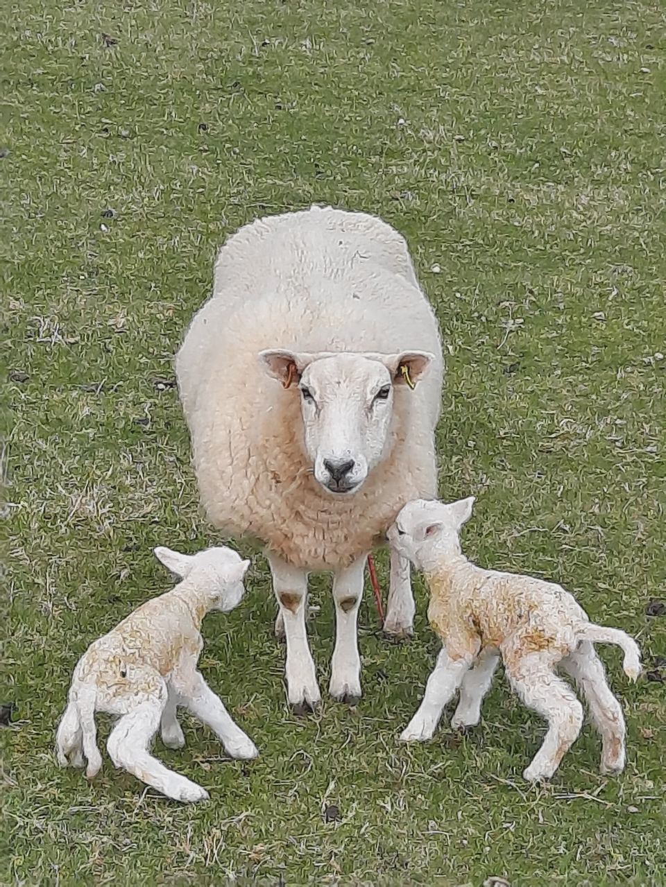 Ewe and lambs on the farm