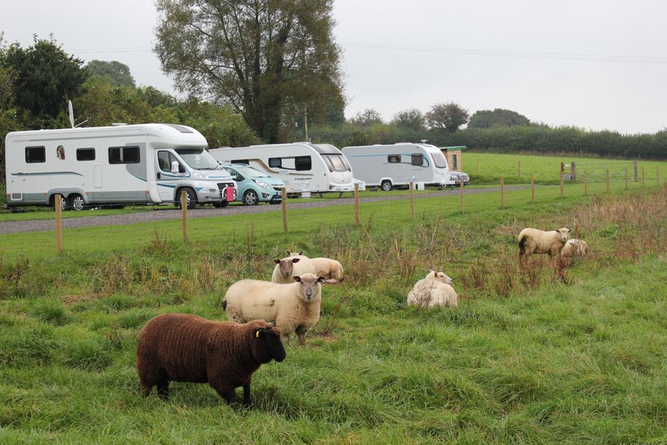 Motorhomes beyond grazing sheep