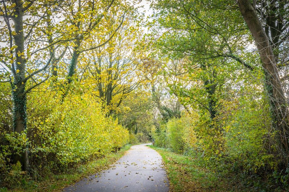 Cycle path through woodland