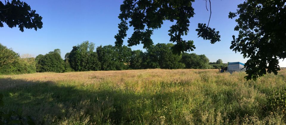 Open meadow