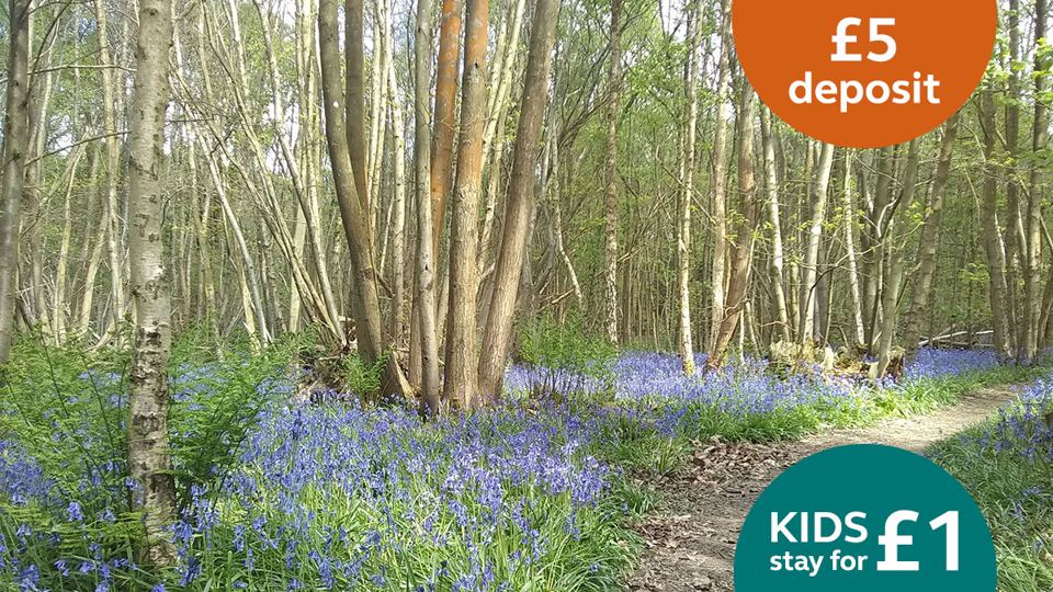 Bluebell woodland