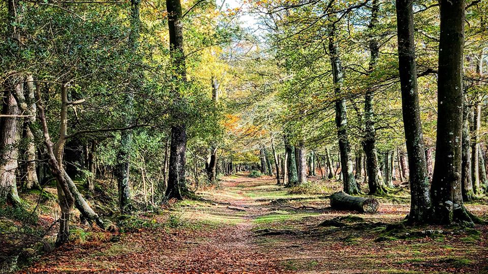 Forest track in autumn