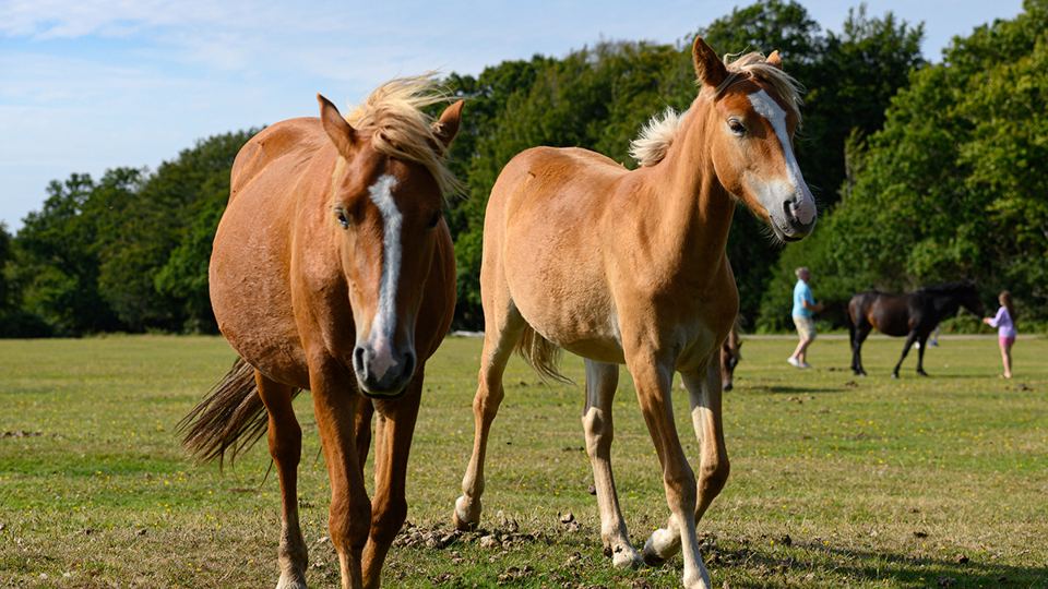 New Forest ponies