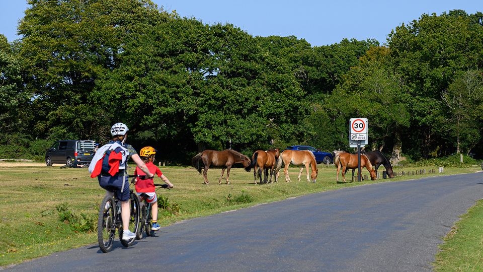 Ponies and cyclists on forest road