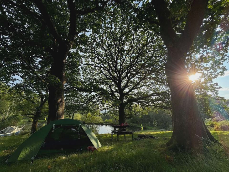 Tent under the oaks