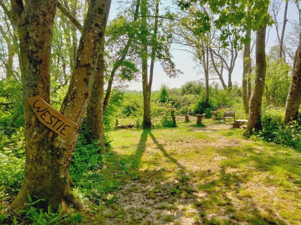 Woodland camping glade