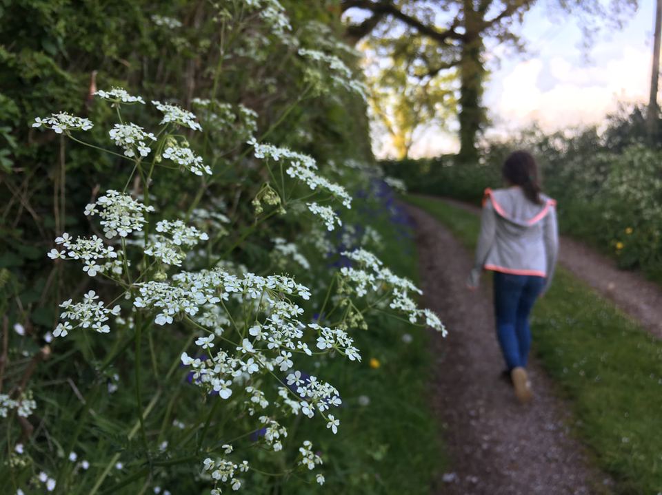 Lane walk past wild flowers