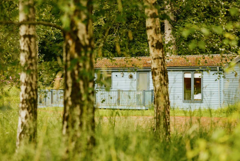 Woodland lodge among birches