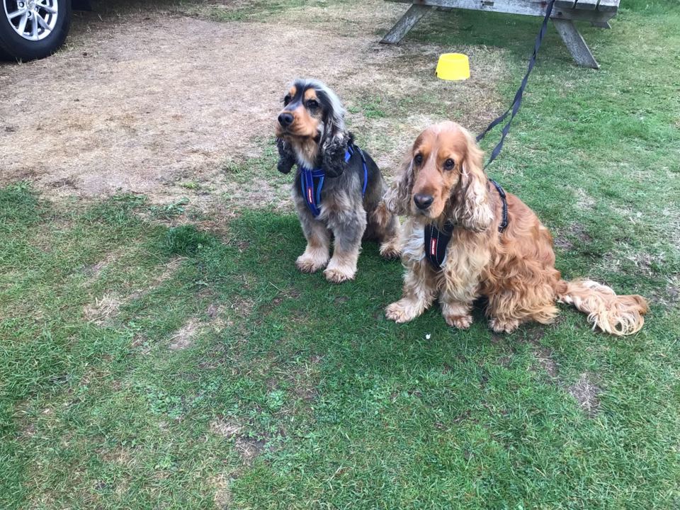 Two spaniels on the grass