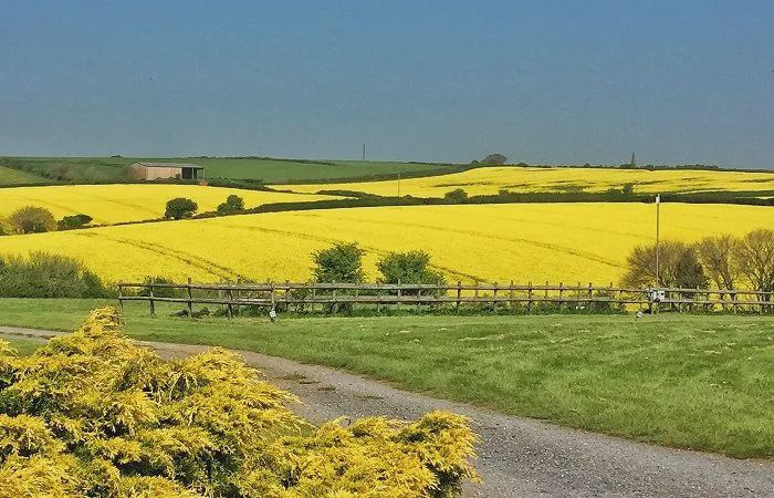 Fields and farm track