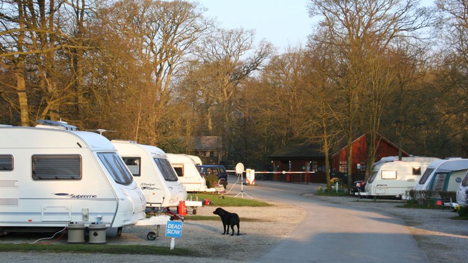 Caravans and a dog on site