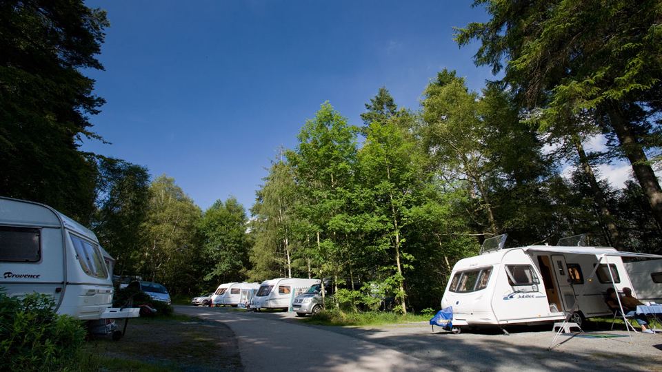 Caravan pitches under tall trees