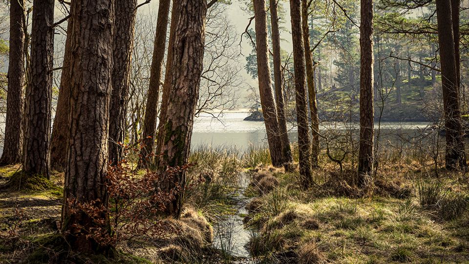 Woodland by the lake