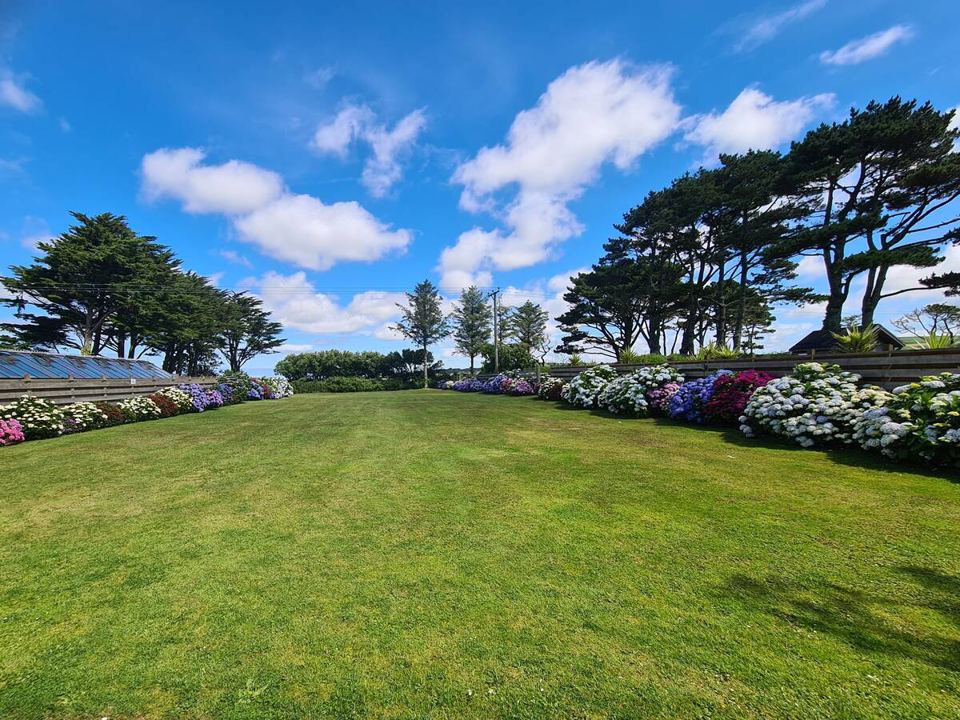 Wide lawn with hydrangea border