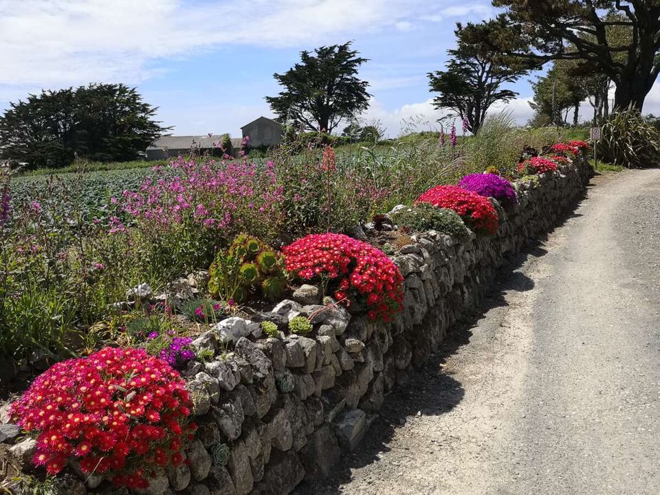 Flower-lined track to the site