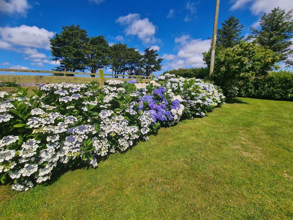 Hydrangeas beside a grass pitch
