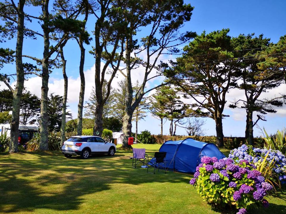 Tent pitch among hydrangeas