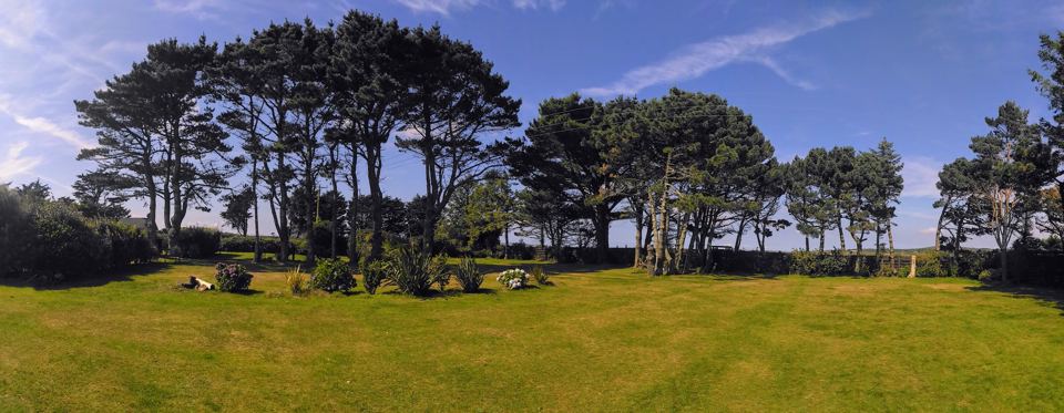 Open grass pitches under pines