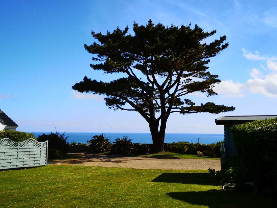 Sea view past a pine tree