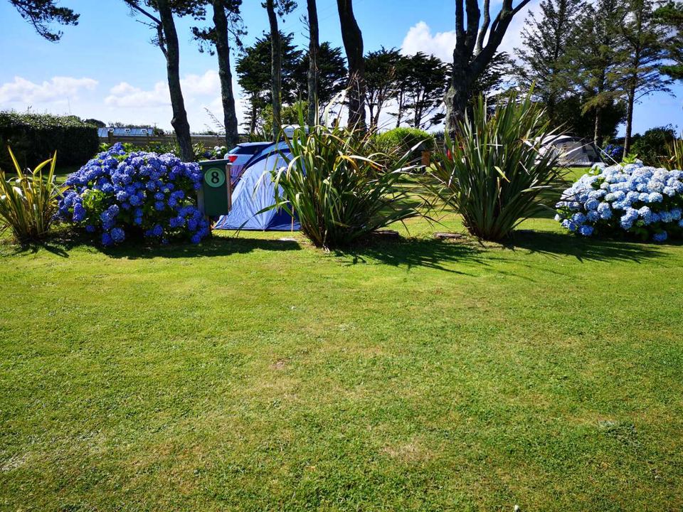 Tent behind hydrangeas