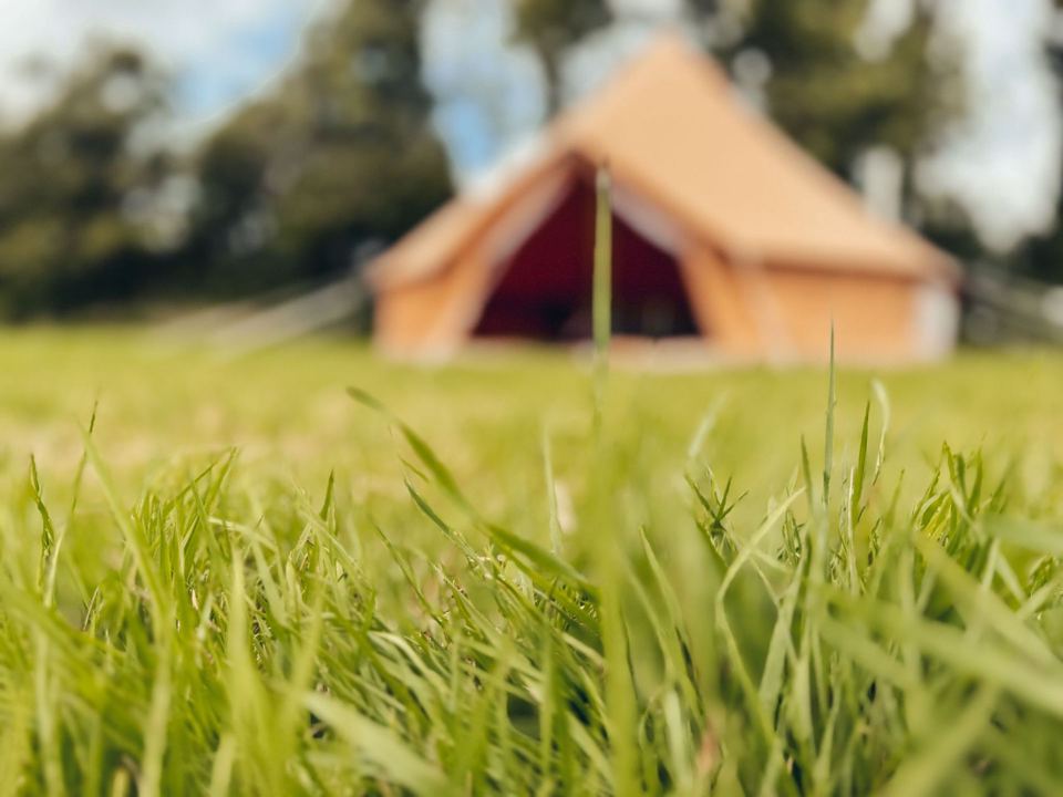 Bell tent in long grass