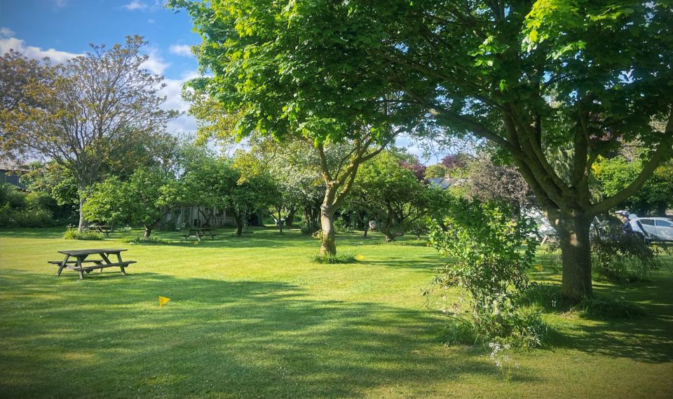 Level grass among apple trees