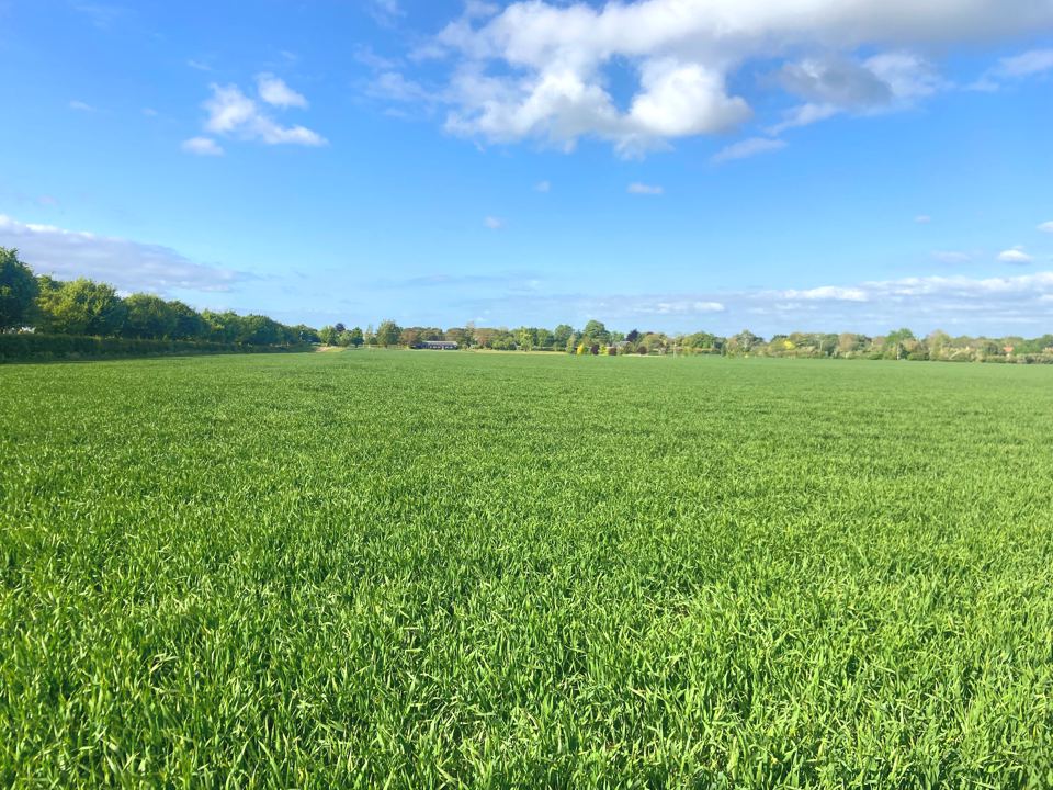 Farmland beside the site