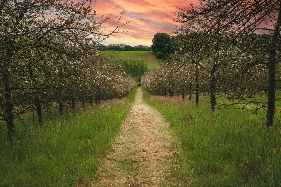 Orchard path at sunset