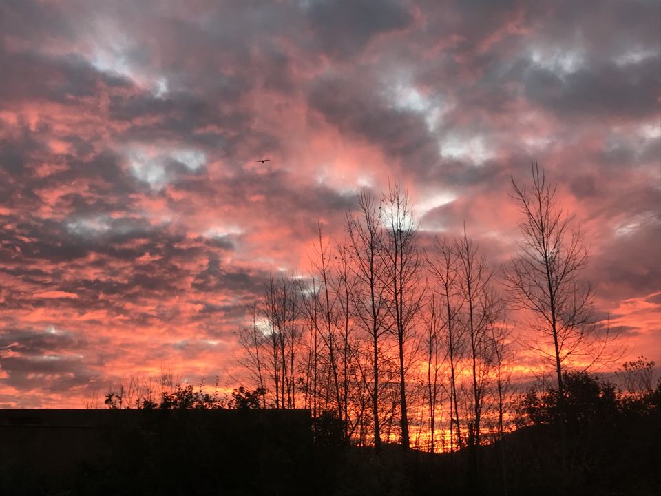 Sunset over bare trees