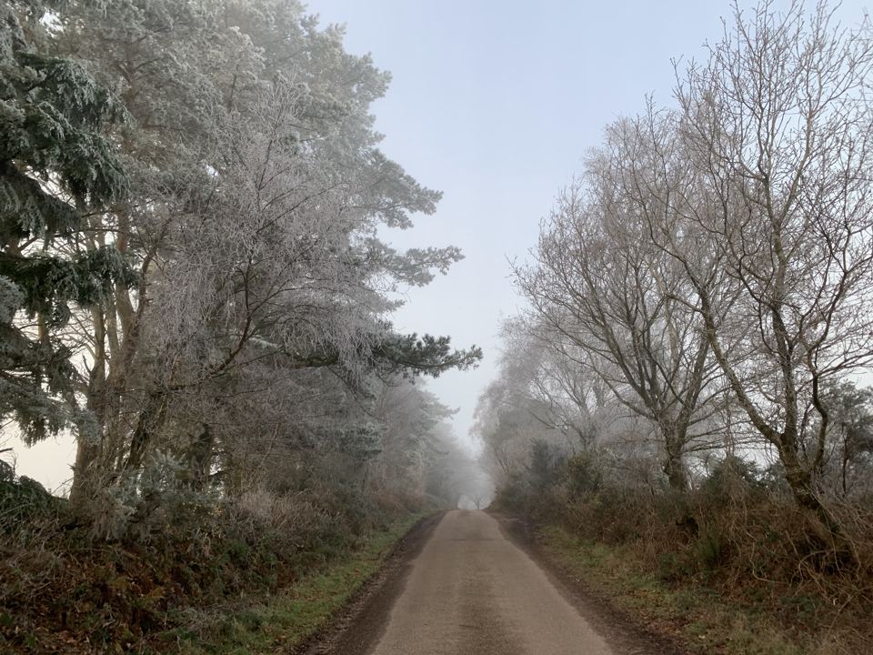 Misty lane through trees