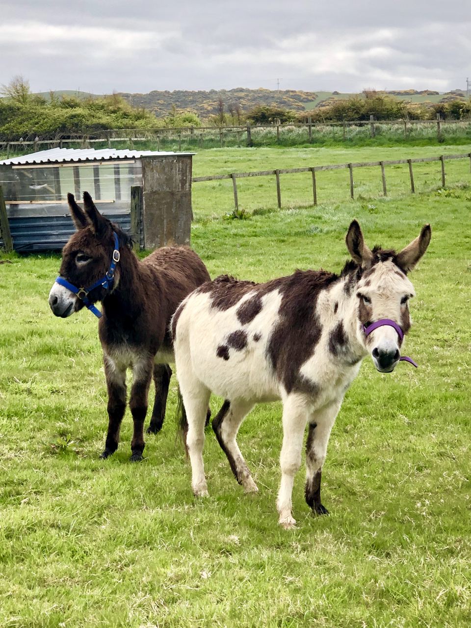 The donkeys in their paddock